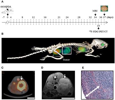 Blocking Autophagy in Cancer-Associated Fibroblasts Supports Chemotherapy of <mark class="highlighted">Pancreatic Cancer Cells</mark>